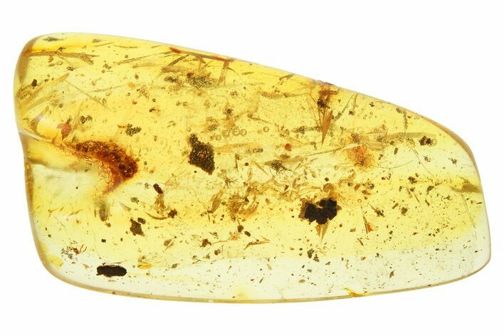 Polished Colombian Copal ( g) - Contains Insects & Plants! #286854